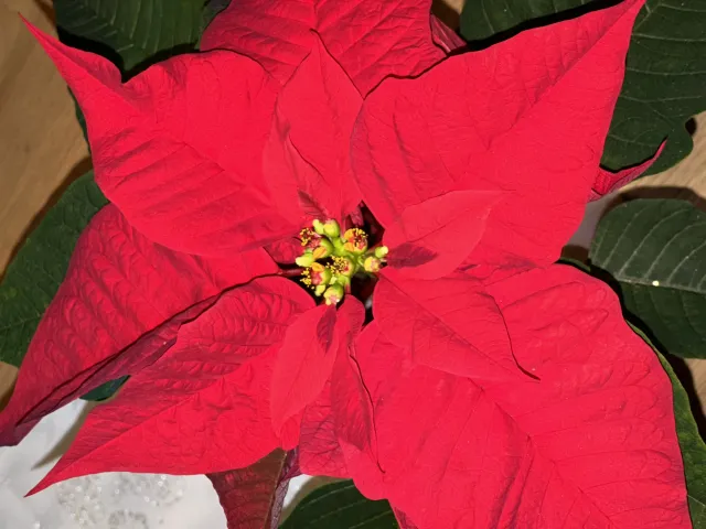 Vánoční růže 2025